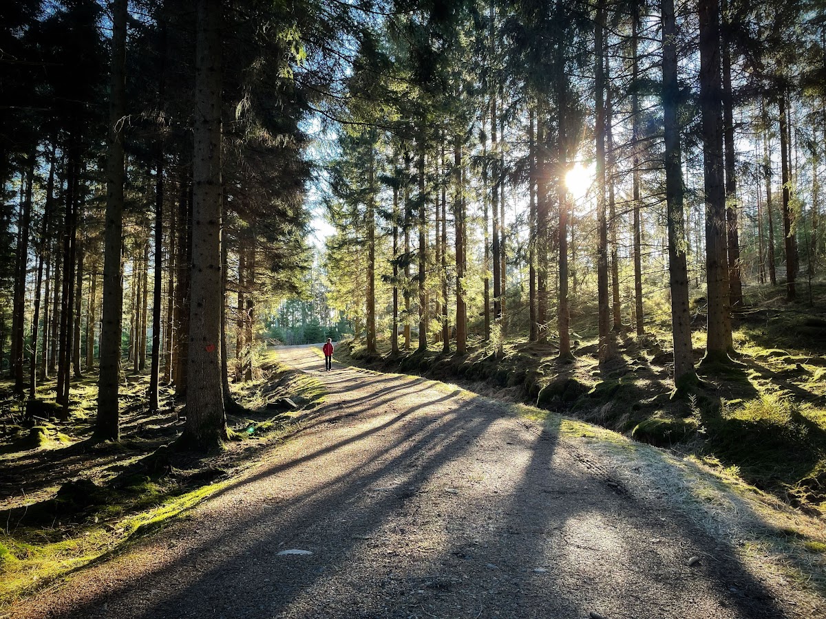 forest-walk-red